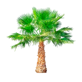 Saw Palmetto (Dwarf Palm) is an ingredient of TestoUltra