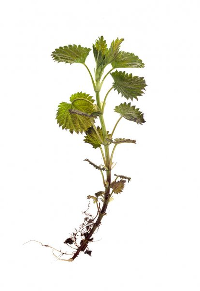 Stinging nettle root - an ingredient of the TestoUltra . formula