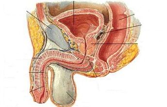 The position of Ji point in men