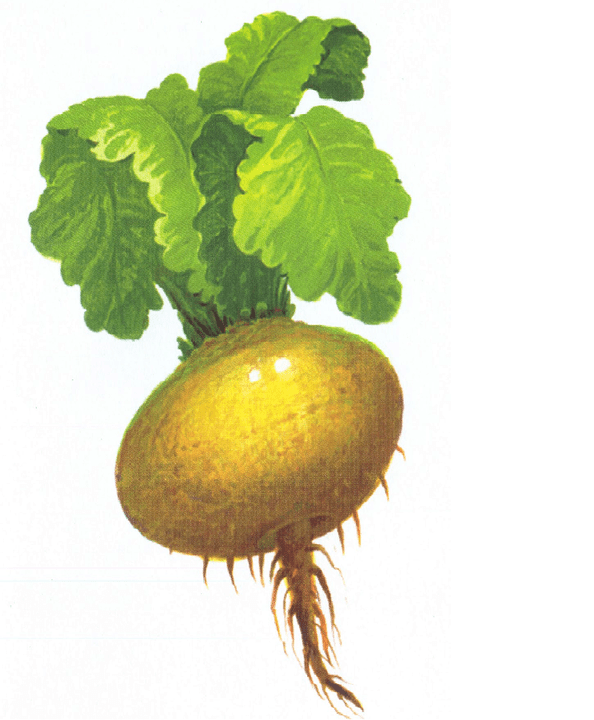 Radish to increase the effectiveness