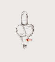 potency muscles and their tension to increase potency